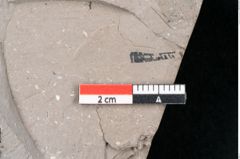 Foto (Detailansicht) von Persea speciosa Heer (NHMW-GEO-2024-0188-7995)